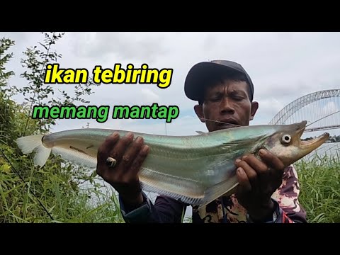 casting lais tebiring memang joss..!! #fhising #mancing #mancingmania