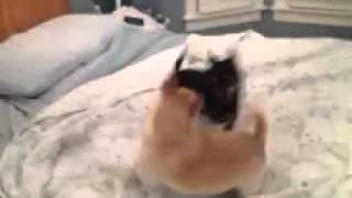 Romp In The Sack