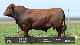 LOTE 75 - TOUROS BRANGUS - LEILÃO SÃO BIBIANO 2021