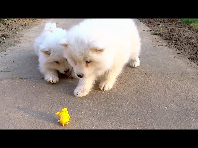 Samoyed Puppies Just Don’t Know What To Do And It’s Adorable - Video