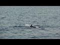 dolphins at sunset in ibiza near cafe del mar