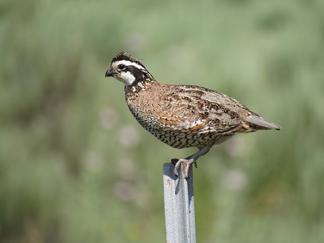 Watch Upland Hunting Tips on YouTube.