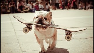 Funny and Cute Bulldogs 🔴 Funny Animals Videos | Animales Idiotas Video Recopilación