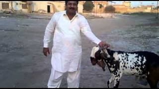 Okara Bakra 2010