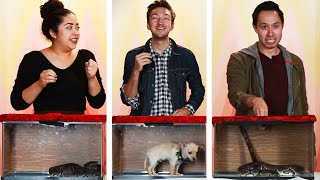 Mystery Box Challenge: Snake Or Puppy Mystery Box Challenge: Snake Or Puppy