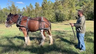 Live Q & A With Our Clydesdale! - Oliver In New Harness