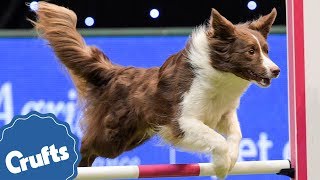 We're Celebrating 40 Years of Agility at Crufts 2018!!