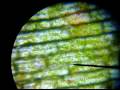 cytoplasm - components of the cytoplasm cytoplasm - components of the cytoplasm