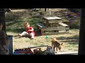 Get ready for LAUGHING SUPER HARD - Best FUNNY DOG videos