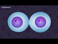 Mitosis and the Cell Cycle Animation