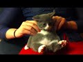 kitten