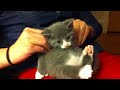 kitten