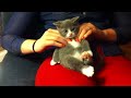 kitten
