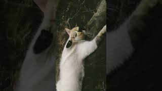 Kucing Garong Lagi Tidur