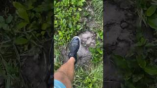 Big Gator Poop Means Big Gators