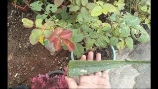 Stek Mawar Menggunakan Lidah Buaya