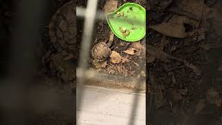 Tortoise Feeding Time Lapse