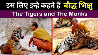 The Tigers And The Monks Tiger Temple Thailand Living With Tigers Monks & Tigers