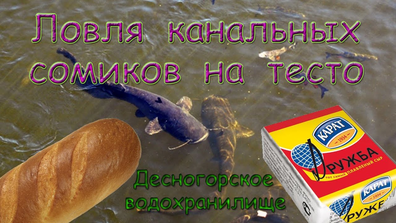 ловля на хлеб и тесто рыбы ловля на хлеб и тесто рыбы