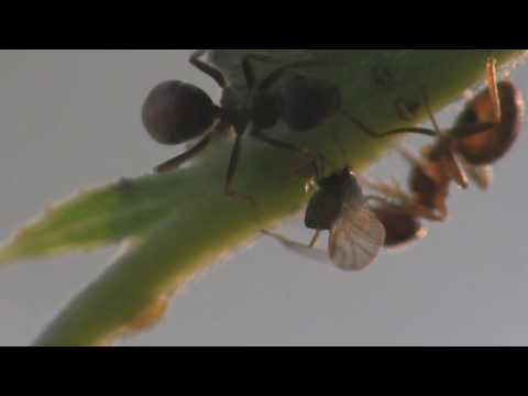 ant honeydew treat