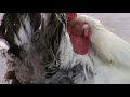 image Ayam Kate Lokal Ayam Kate Srama Philipina
