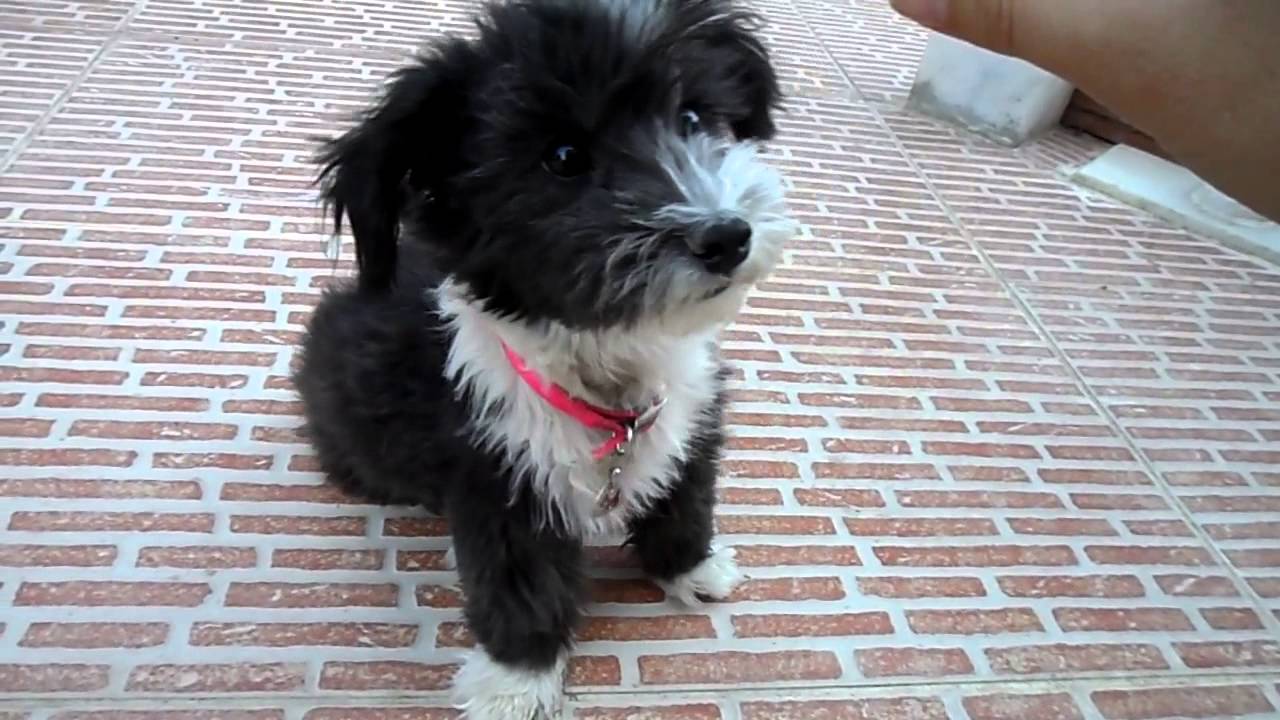 köpek (terrier) eğitimi YouTube
