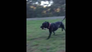 Yucoff The Staffordshire Bull Terrier