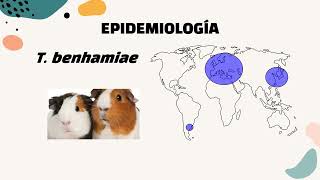 Dermatofitosis Zoonóticas Emergentes