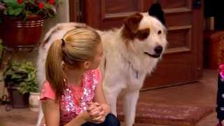 Dog With A Blog - Chloes Birthday Party
