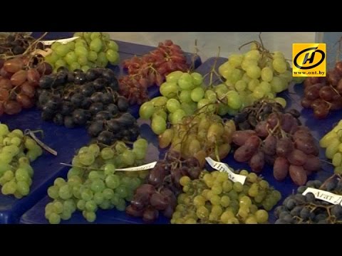 Сорт винограда карпова Сорт винограда карпова