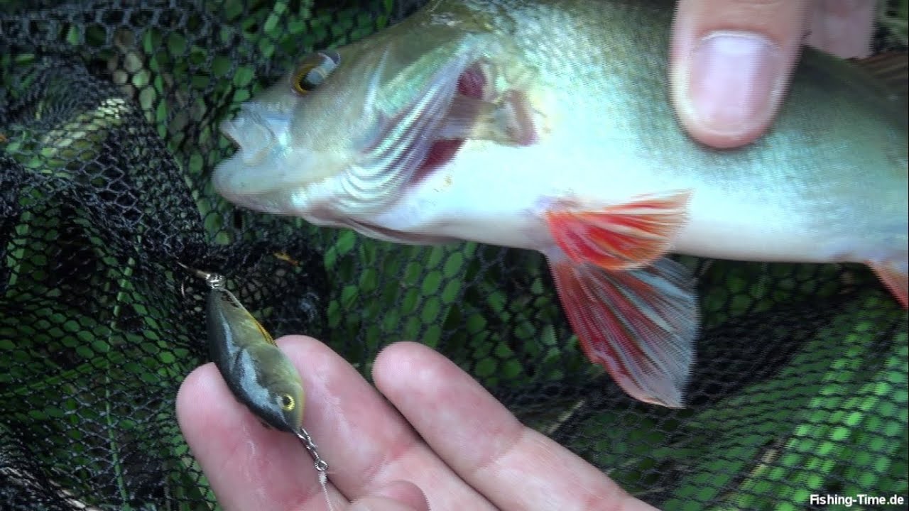 Barsch Angeln Am kleinen Fluss mit Wobbler und Spinner auf Barsch