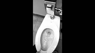 Toto Africa Piss In Toilet