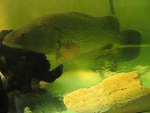 Perth Aquaponics Murray Cod Basking in salt plume - YouTube