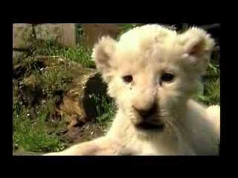 Five News | Cute White Lion