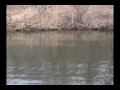 Newton Lake Bass Trip 3-6-10