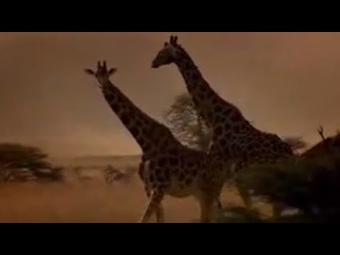 Animal activist Joanna Lumley on giraffe conservation project - BBC wildlife