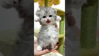 So Cute Meow Ever
