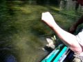 Kayak fishing for smallies, accidentally snagged a big carp
