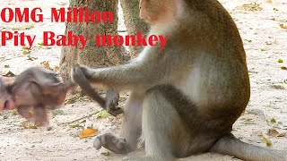 Omg Million Pity Baby Monkey, Why Mom Torturing Baby Like This, Baby Very Hungry Now