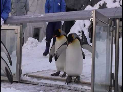 北海道　旭山動物園のペンギンの散歩