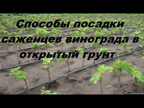 Сорт томатов кубанские Сорт томатов кубанские