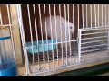 Pigeon 7:Granadino,Buchon Laudino,Buchon Laudino Sevillano الحمام النفاخ