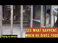 Leopard to attack zoo worker | English subtitles | Feeding Young leopards | precautions | protection