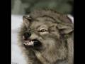 Angry Icon Wolf