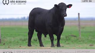 LOTE 36 - TOUROS BRANGUS - LEILÃO VIRTUAL SÃO BIBIANO 2020