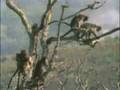 WILD MONKEY SEX