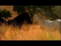 Cavalos Selvagens Cavalos Selvagens