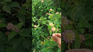 Amar Bail Amar Bail Parjivi Ayurvedic Aushadhi Medicine Plant Symbiotic Plant