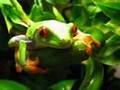 Agalychnis callidryas red eyed tree frog