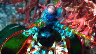 This Tiny Crustacean Has The Most Powerful Punch In The World